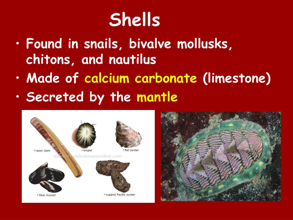 PPT - Mollusks PowerPoint Presentation, free download - ID:2200866