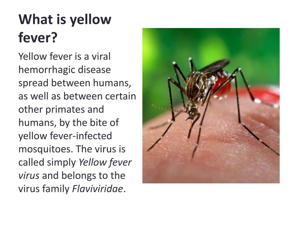PPT - Yellow Fever PowerPoint Presentation, free download - ID:2201028
