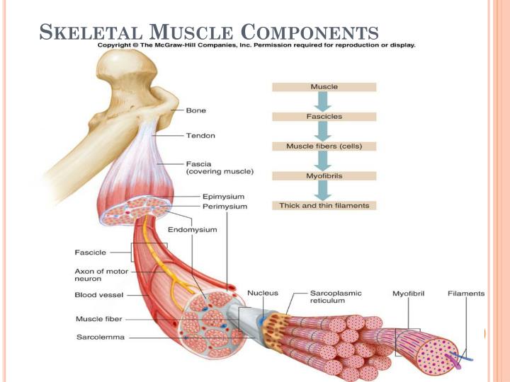 PPT MUSCLE TISSUE PowerPoint Presentation ID 2201400