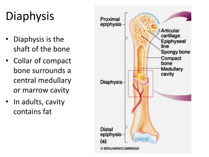 ppt structure of long bones powerpoint presentation id 2201451
