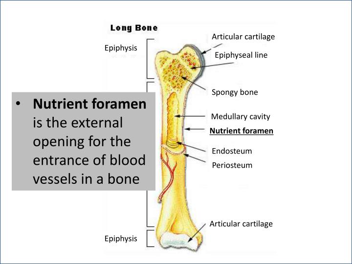 PPT - Epiphysis PowerPoint Presentation - ID:2201699