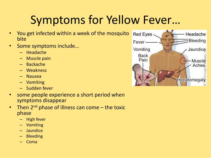 PPT - Yellow Fever PowerPoint Presentation - ID:2202270