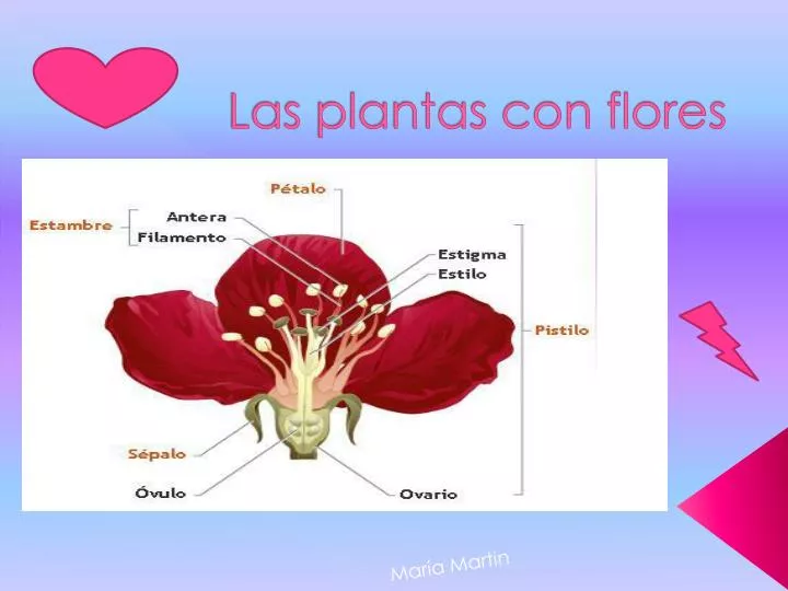 PPT - Las plantas con flores PowerPoint Presentation, free download -  ID:2202680