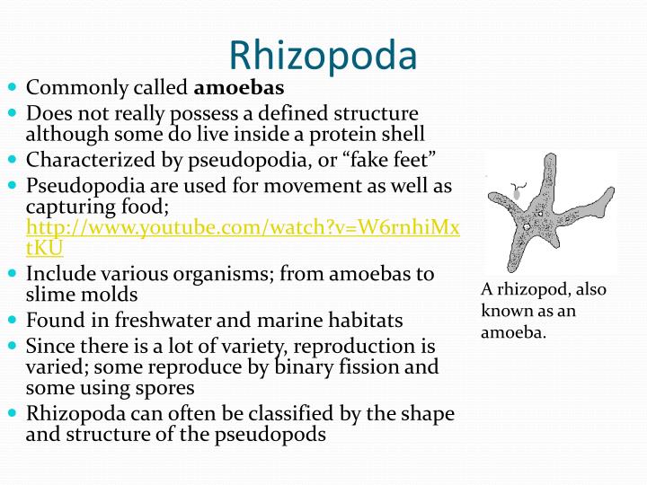 What Type Of Food Does The Radiolarians Eat What Type Of Food Does The Radiolarians Eat
