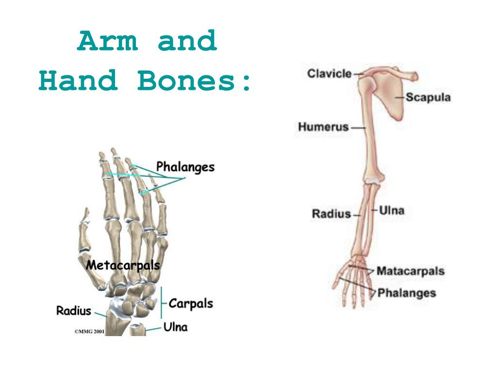 PPT - Muscles and Bones PowerPoint Presentation, free download - ID:2202977