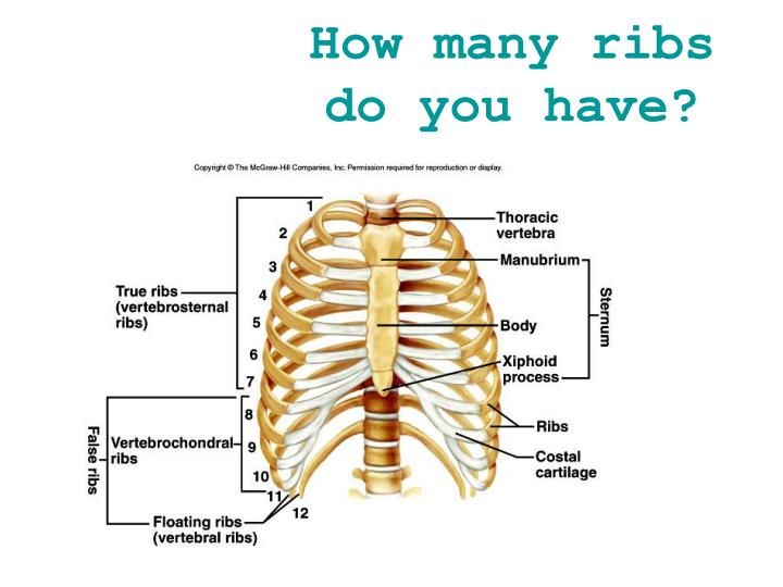 PPT - Muscles and Bones PowerPoint Presentation - ID:2202977