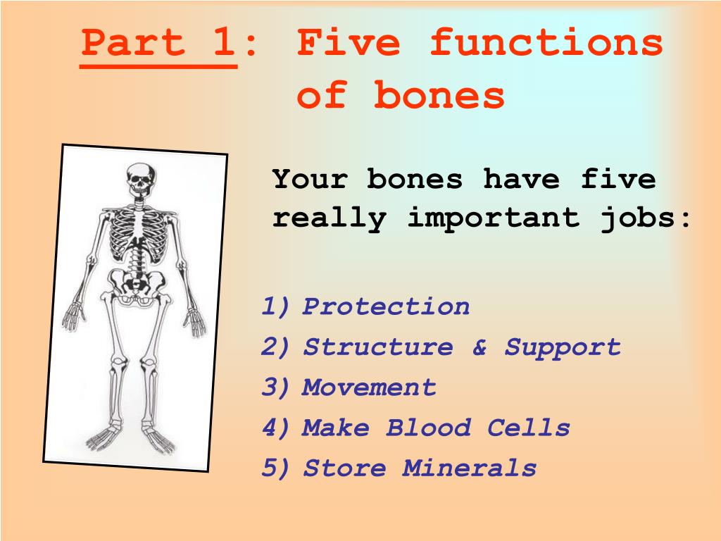 PPT - Muscles and Bones PowerPoint Presentation, free download - ID:2202977