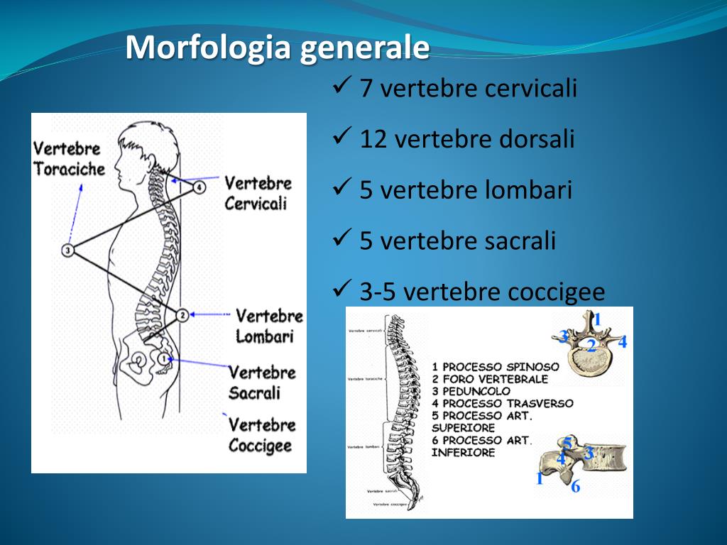 PPT - Anatomia e biomeccanica della colonna vertebrale PowerPoint