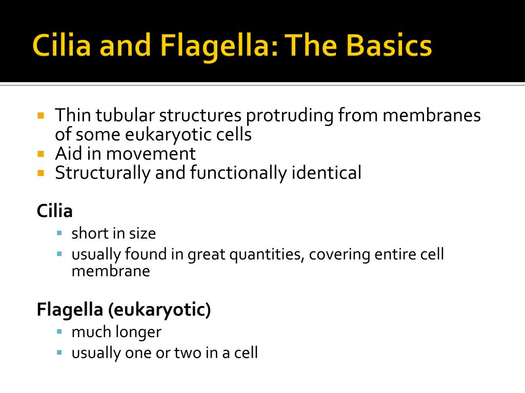 PPT - Cilia and Flagella PowerPoint Presentation, free download - ID ...