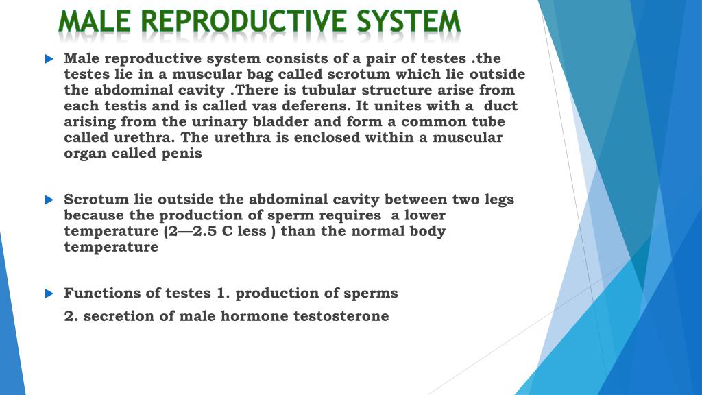 PPT - How do organisms reproduce ? PowerPoint Presentation, free download -  ID:2205971
