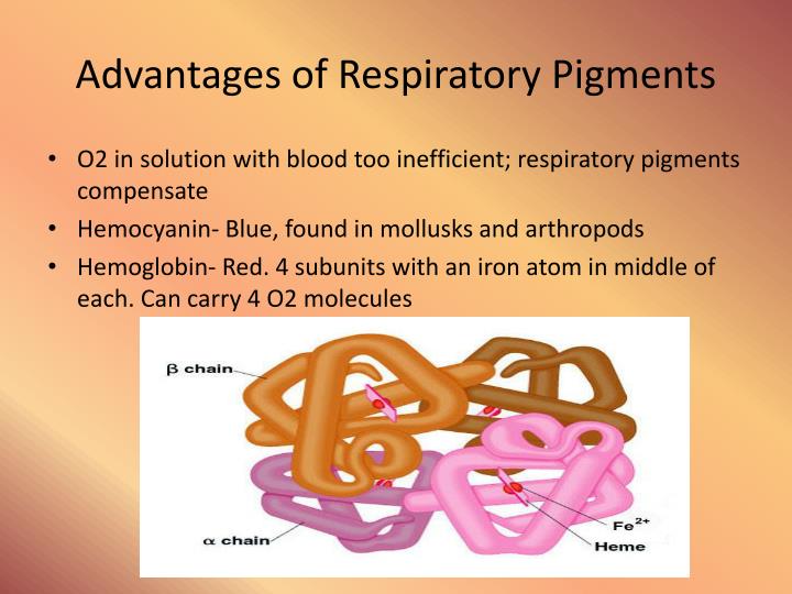 PPT - Chapter 41: Animal Nutrition and Chapter 42: Respiration