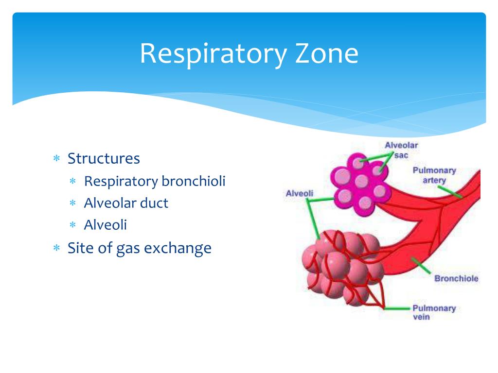 PPT - Chapter 13 Respiratory System PowerPoint Presentation, free