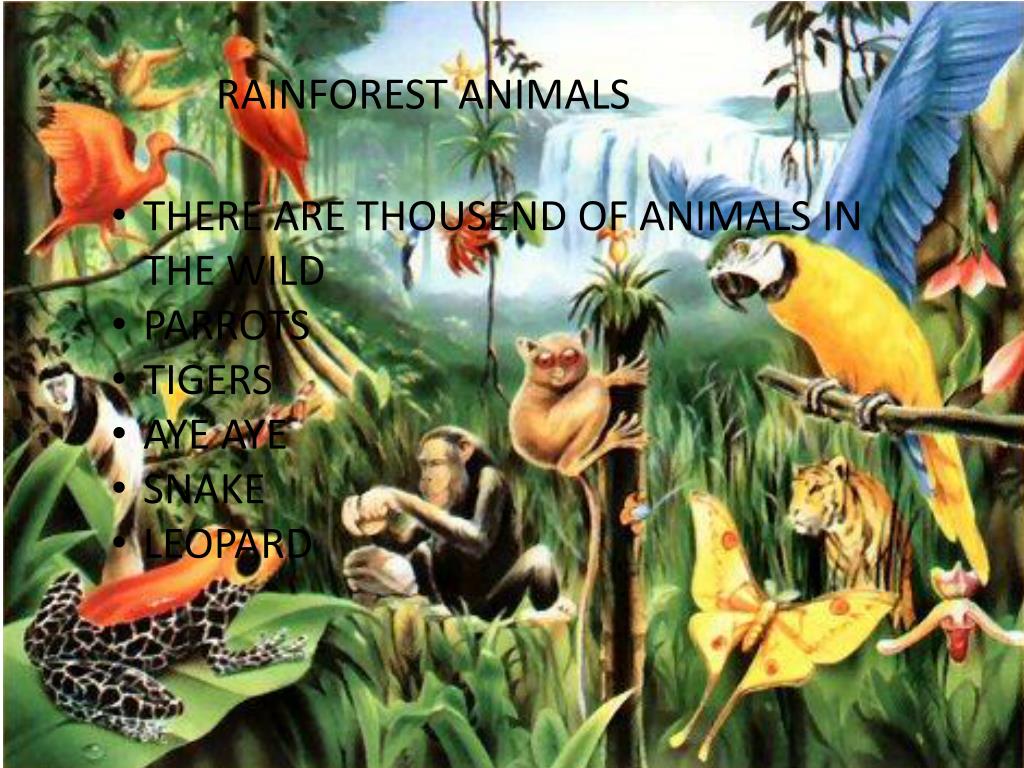 Тропические животные 1 класс