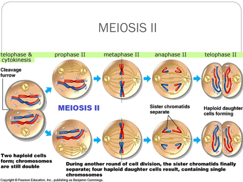 Pptx Meiosis Sexual Reproduction Mitosis Review Mitosis Division Of