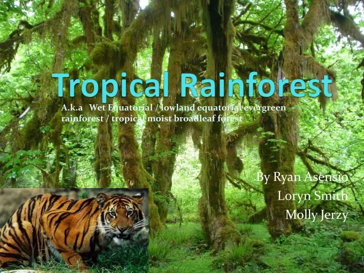 powerpoint presentation on rainforest