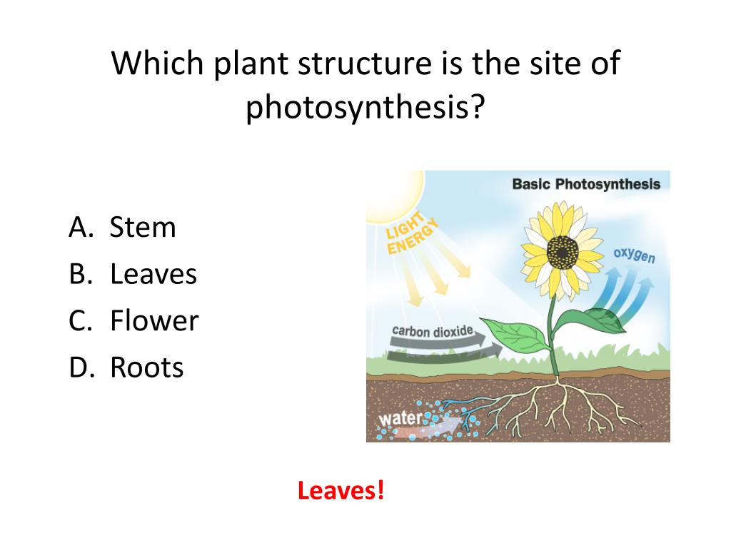 Photosynthesis occurs in which type of plant tissue information