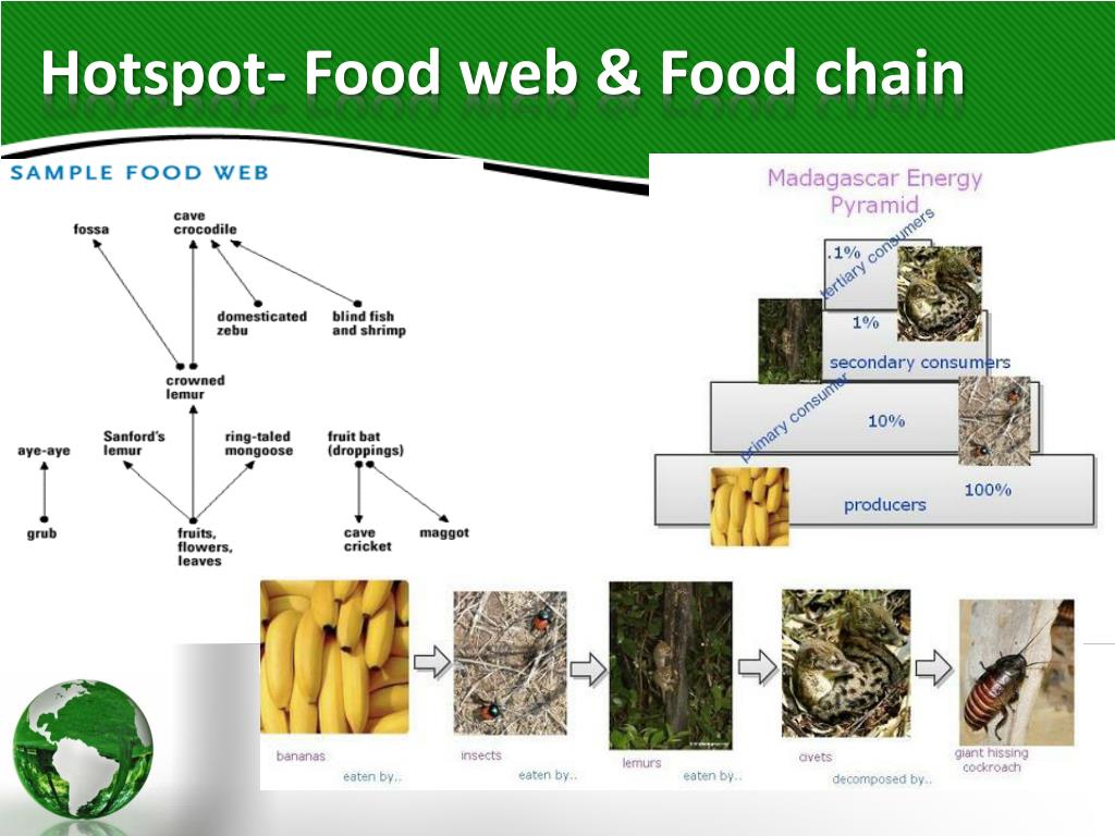 Madagascar Food Web