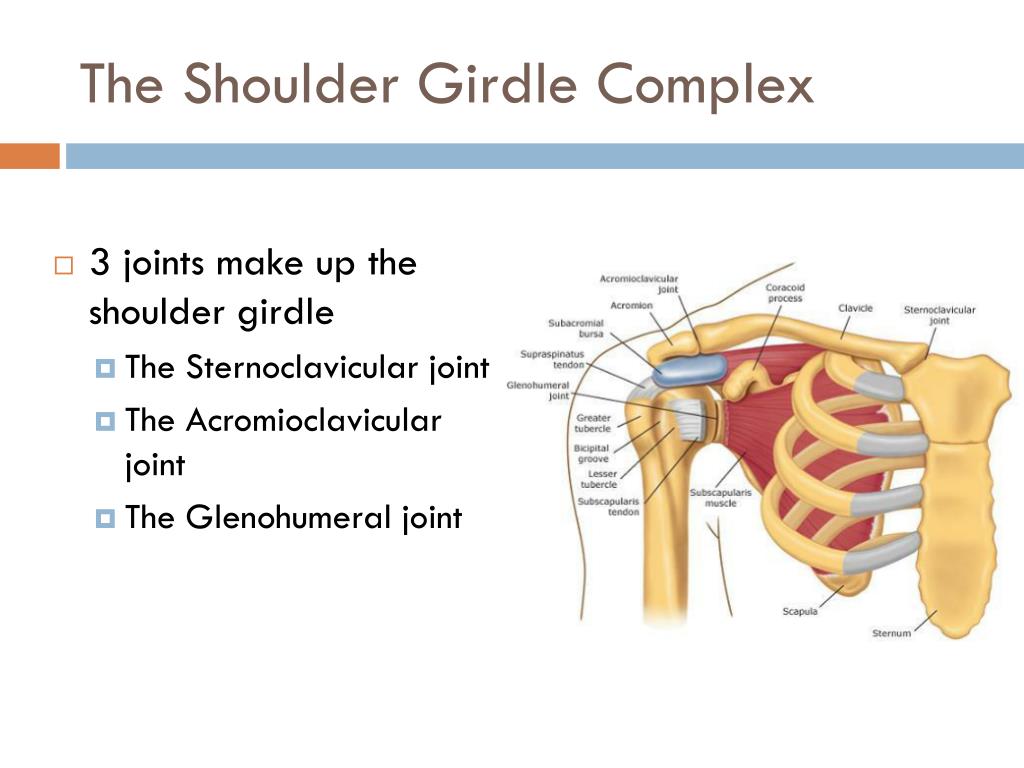 What Three Bones Make Up The Shoulder Girdle Biology Diagrams