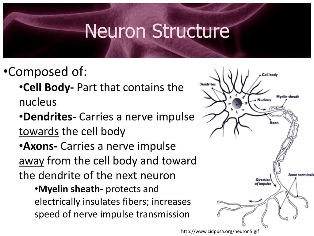 a dendrite conducts nerve impulses a dendrite conducts nerve impulses
