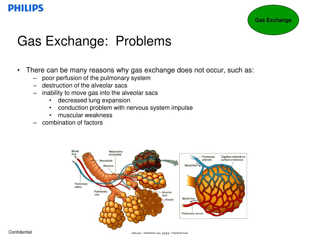 PPT breathing , respiratory diseases, and mechanical ventilation