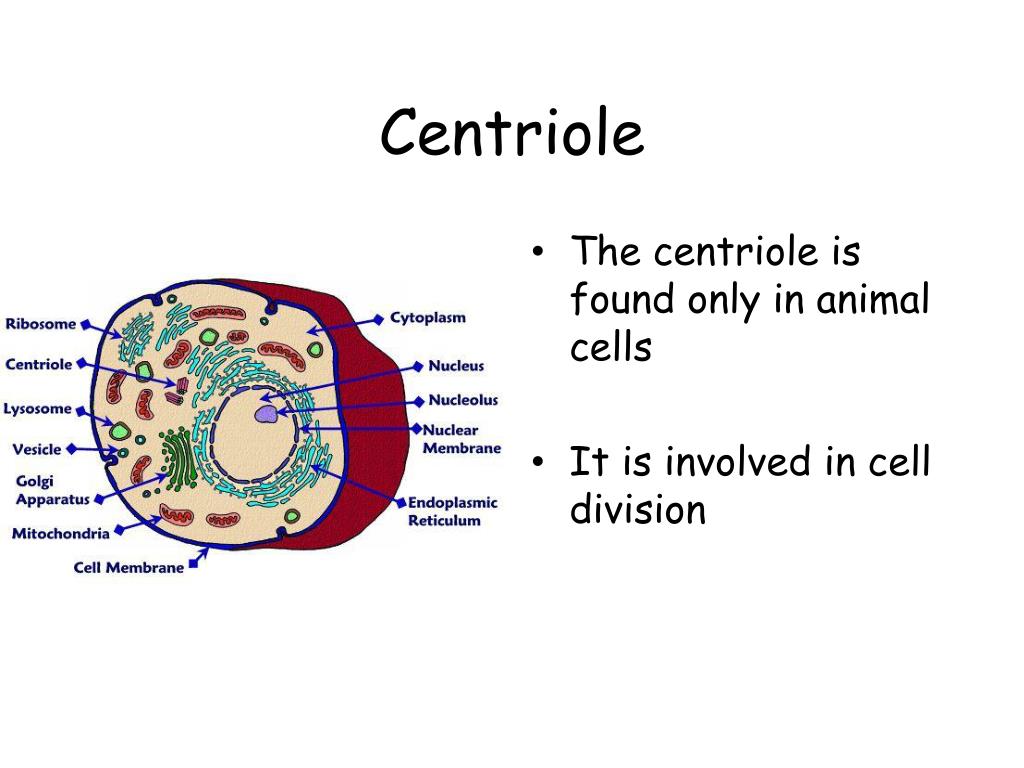 Cell contains. Muscle Cell organelles. The Cell and its organelles are fake.
