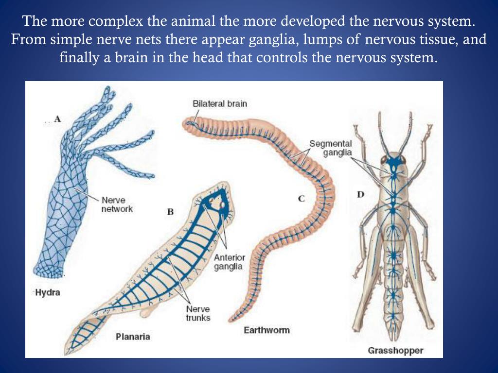 Сетчатая нервная. Эволюция нервной системы беспозвоночных животных. Трубчатая нервная система у животных. Диффузная нервная система у плоских червей. Стволовая нервная система у червей.