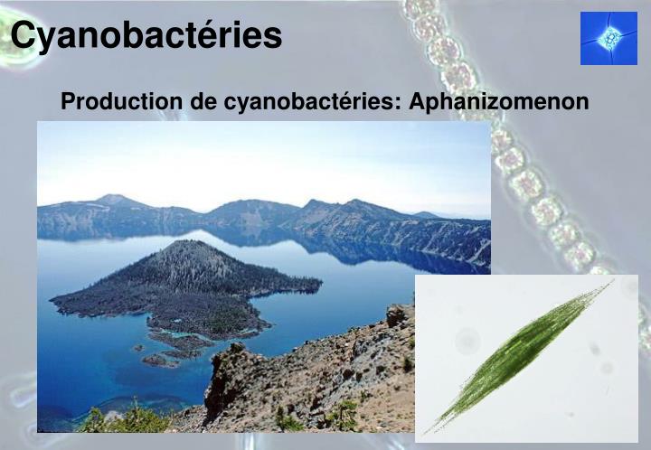 PPT - Cyanobactéries PowerPoint Presentation - ID:2208208