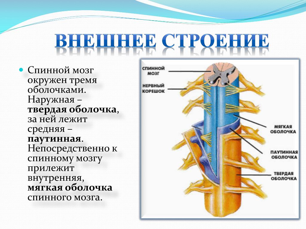 Спинной мозг понятие. Наружное и внутреннее строение спинного мозга. Внешнее строение спинного мозга анатомия. Наружнеее строение спинного мозга. Спиной мозг внутрее и внешнее строение.