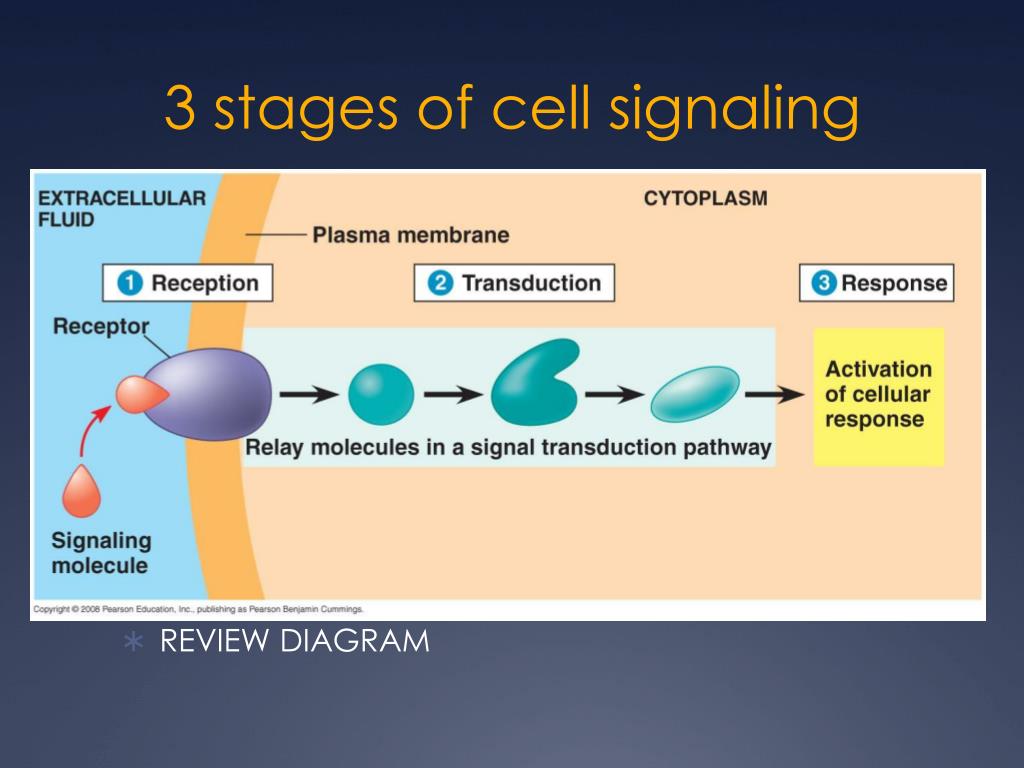 ppt-cell-communication-powerpoint-presentation-free-download-id-2208455