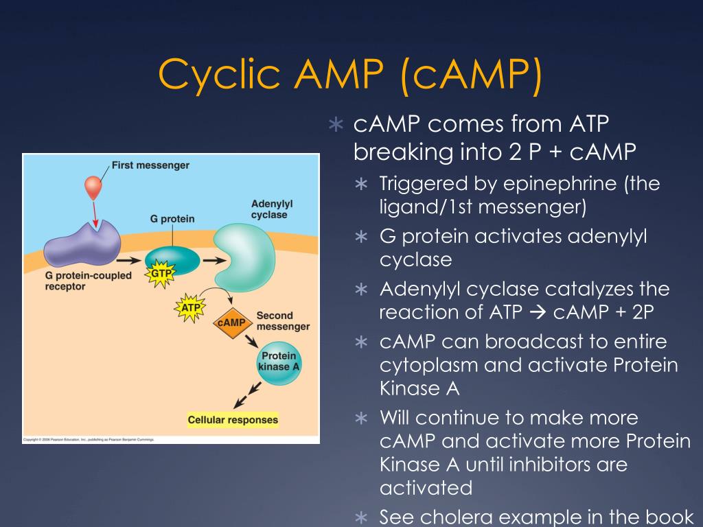 define cyclic amp