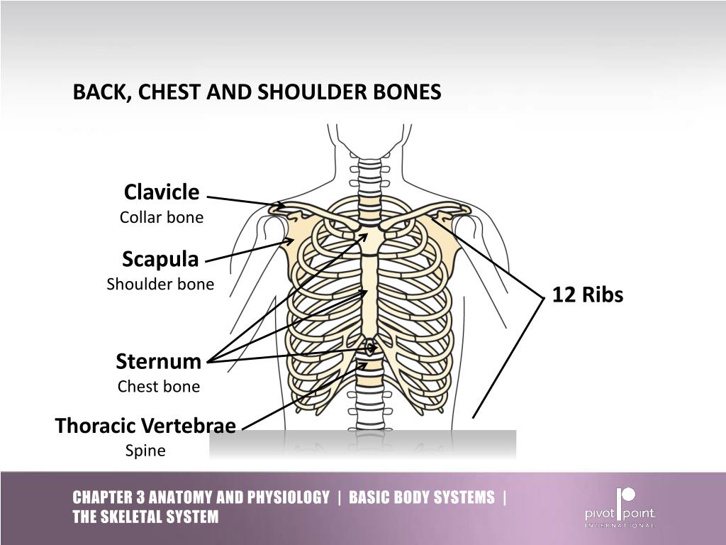 PPT - Chapter 3 ANATOMY AND PHYSIOLOGY PowerPoint Presentation, free