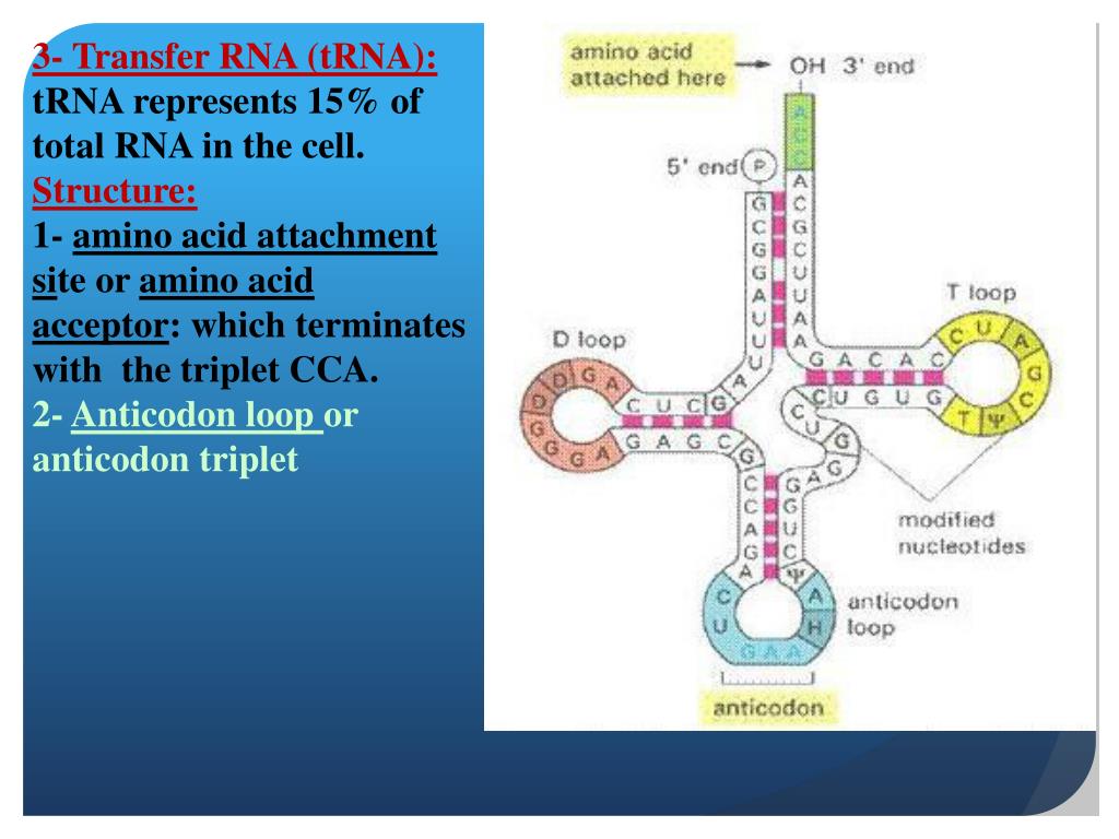 Соединение трнк с аминокислотой. TRNA structure. Структура и биороль ТРНК. ТРНК. Строение транспортной РНК биохимия.