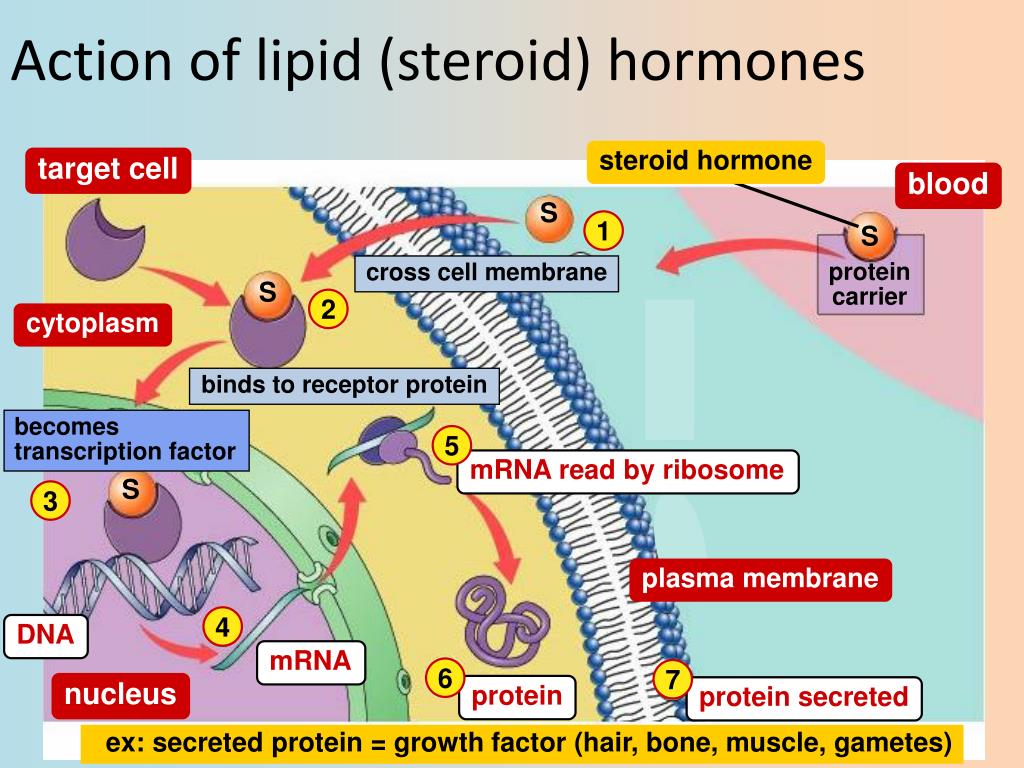 PPT - Endocrine System Hormones (Ch. 45) PowerPoint Presentation, free