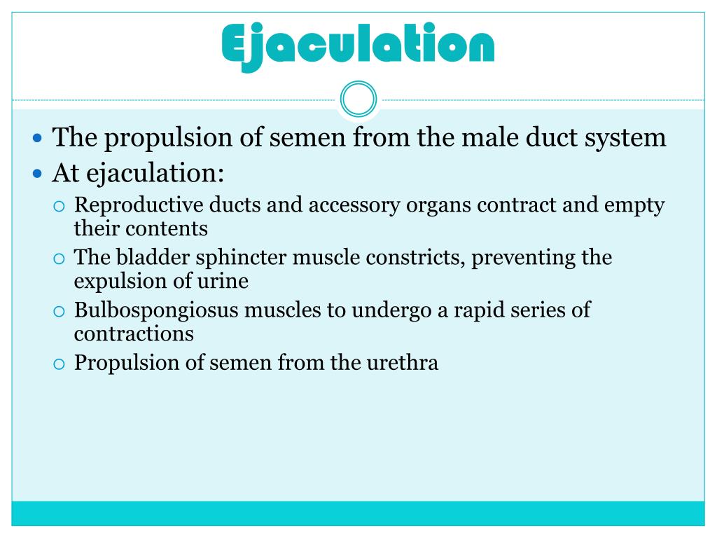 PPT Male Reproductive System PowerPoint Presentation Free Download PPT Male Reproductive System PowerPoint Presentation Free Download