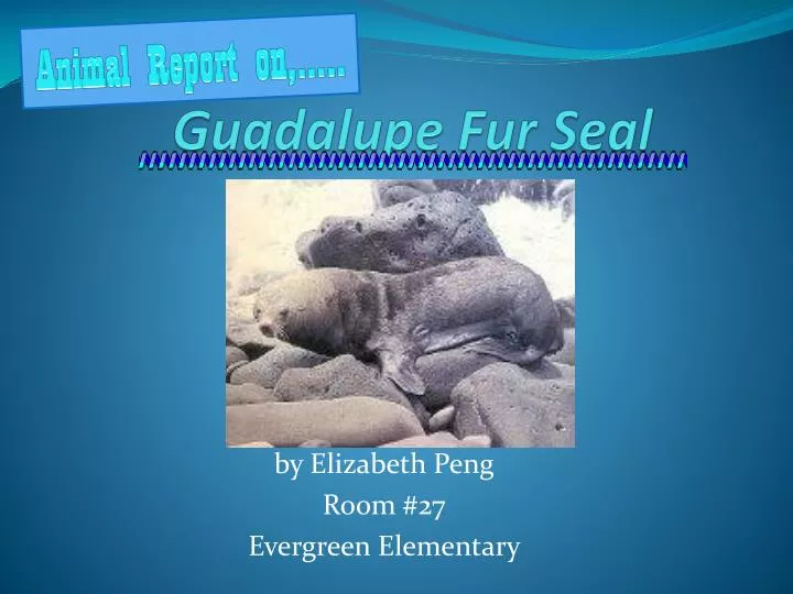 guadalupe fur seal n.