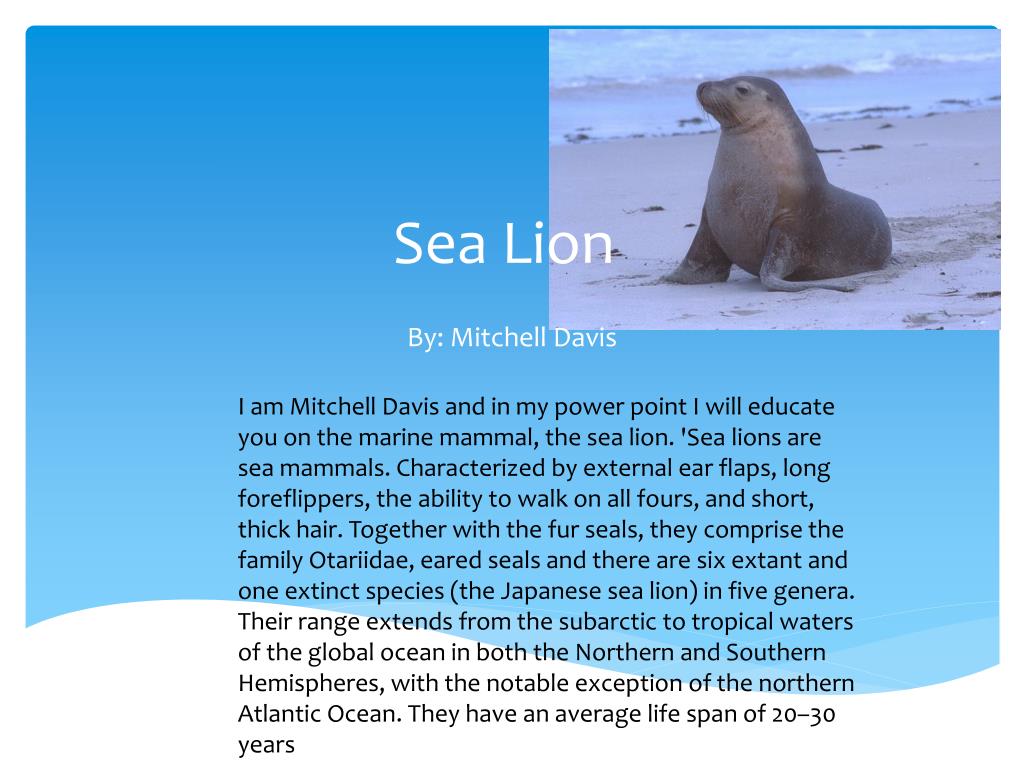 Ppt Sea Lion Powerpoint Presentation Free Download Id 2212197 [ 768 x 1024 Pixel ]