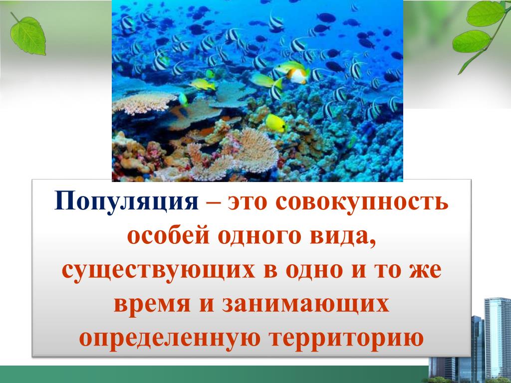 Популяционно видовой уровень общая характеристика 9 класс презентация
