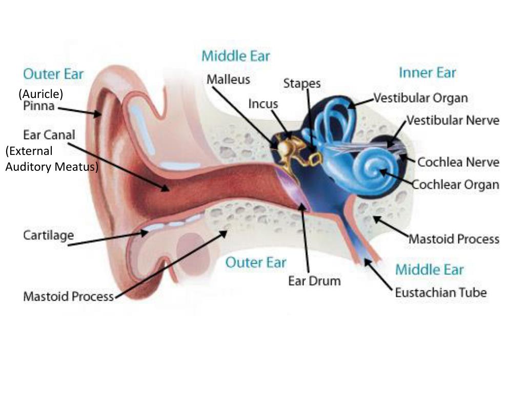 Ppt The Ears Hearing And Balance Powerpoint Presentation Free