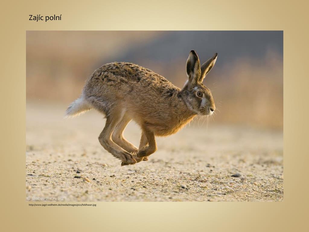 У зайца хвост короткий а уши. Заяц Русак Беляк Тумак. Хвост зайца русака. Заяц защищается от врагов. Короткий хвост зайца.