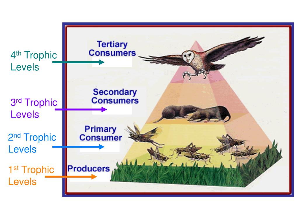 PPT - Ecology PowerPoint Presentation, free download - ID:2213640