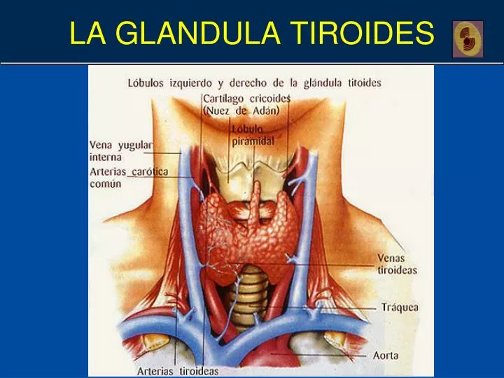 agenesia de lobulo tiroideo agenesia de lobulo tiroideo