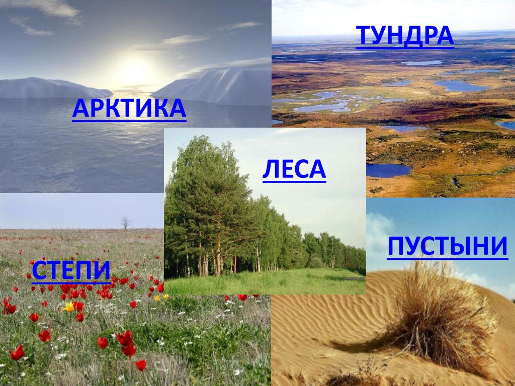 Различия между степью и тундрой. Леса, тундру, степи и пустыни России. Природные зоны России тундра степи. Растения разных климатических зон. Тундра Тайга пустыня.