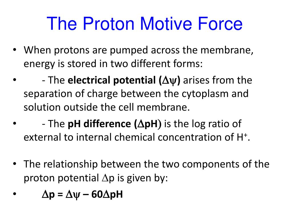 a proton motive force drives bacterial flagella