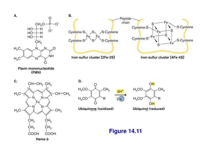 can proton motive force drive transcription can proton motive force drive transcription
