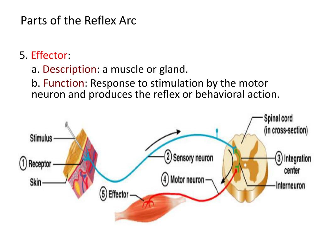 2 Neuron's Reflex Arcs. Reflex Arc Complex. Рецепторы и эффекторы. "The Reflex Arc Concept in Psychology" book.