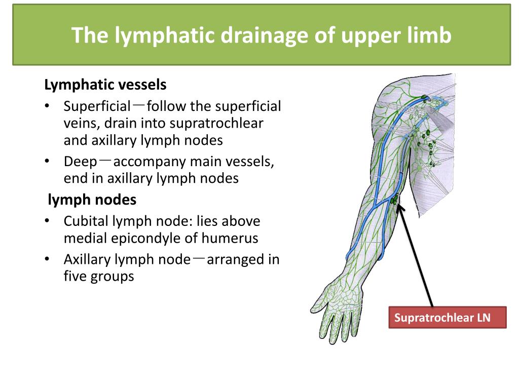 Upper Extremity Lymph Nodes