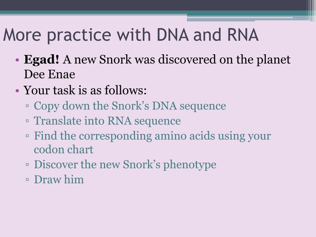 36-dna-rna-and-snorks-worksheet-answers-support-worksheet