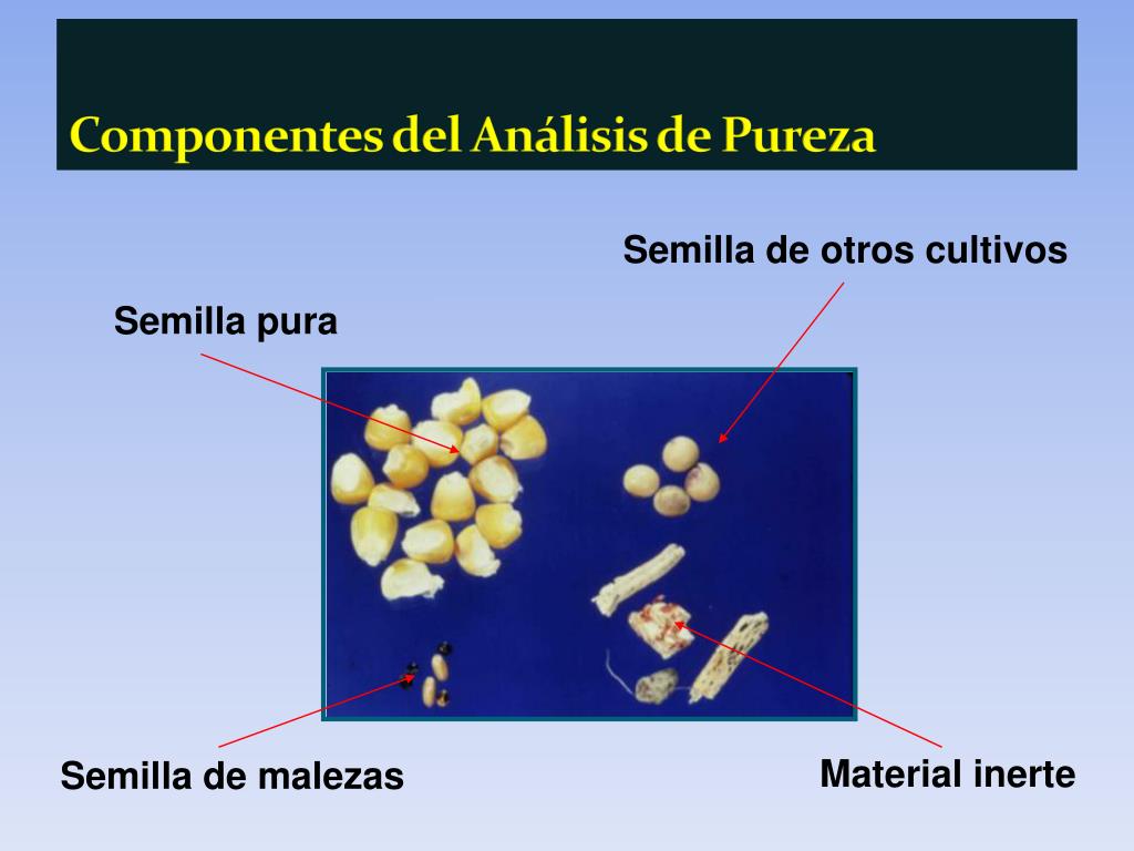 PPT - Sistemas de Producción de Semillas en Colombia PowerPoint