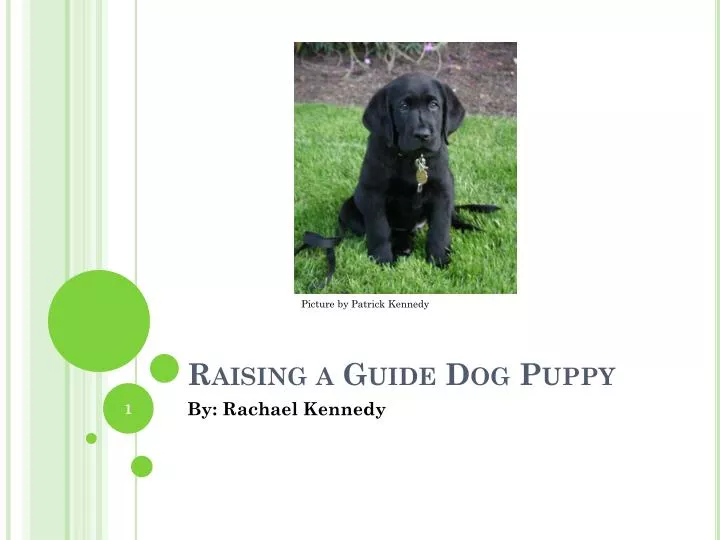 guide puppy raising ppt raising a guide puppy powerpoint presentation id 2214879 guide puppy raising ppt raising a guide puppy powerpoint presentation id 2214879