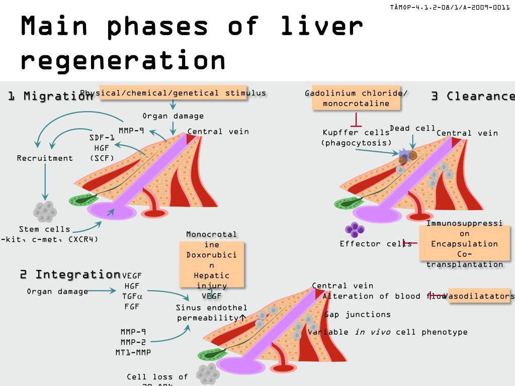 PPT Liver regeneration from stem cells PowerPoint